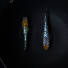 【メダカ サマーセール】8月17日対面販売 