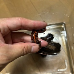 アカハライモリ(ケージ付き)の画像