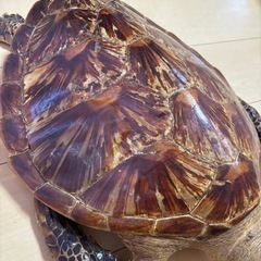 飾り物の画像