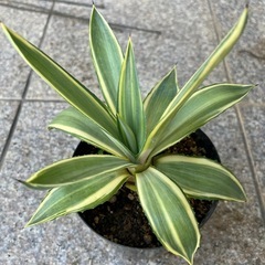 アガベ　ジョーホーク の画像