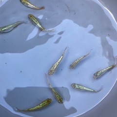 ラメメダカの画像