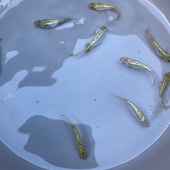 ラメメダカの画像
