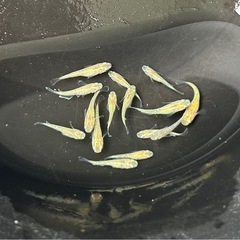 メダカ　すずらん　２０匹❗️めだかの画像