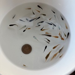 ミックスメダカ🐟画像全部❗️の画像