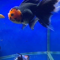 （
黑色）金鱼の画像