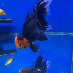（
黑色）金鱼の画像