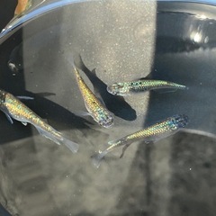 メダカ　ネプチューン✨幼魚〜若魚５匹＋保証分の画像