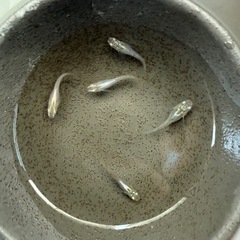 鳳凰　産卵中　5匹　めだかの画像