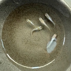 鳳凰　産卵中　5匹　めだかの画像