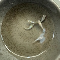 鳳凰　産卵中　5匹　めだかの画像