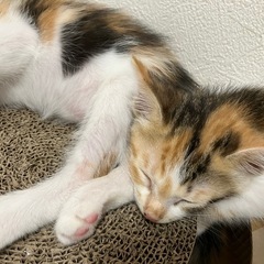 パステル三毛のミラちゃん、くっきりふわふわのラナちゃんです。