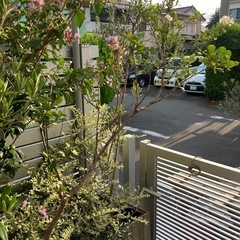 百日紅 白色の花の画像
