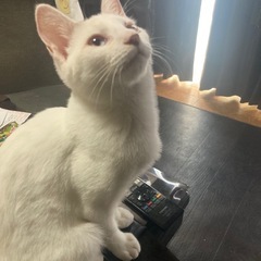 イケニャン♡