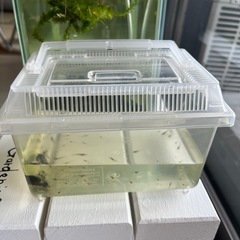 大量！エビ　入れ物付き　の画像