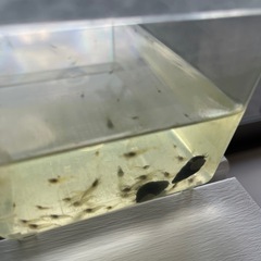 大量！エビ　入れ物付き　の画像