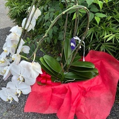 胡蝶蘭差し上げます の画像