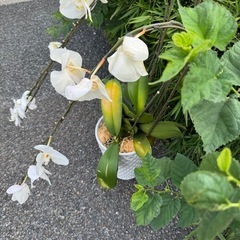 胡蝶蘭差し上げますの画像