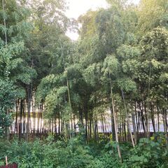 孟宗竹　取り放題の画像