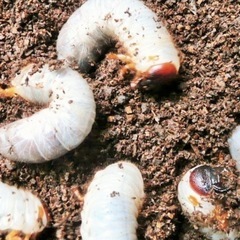 赤カブトムシ　ピンクアイ　成虫♂♀匹（使用済）　幼虫2匹　の画像