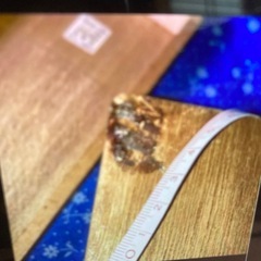 鰹節削り器　昭和　古道具、アンティーク　の画像