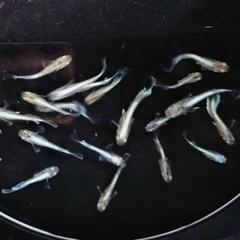 エメキン メダカ 稚魚〜幼魚6匹の画像