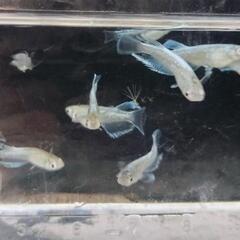 エメキン メダカ 稚魚〜幼魚6匹の画像