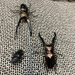 メタリフェルホソアカクワガタ　ブロンズ♂♂♀トリオの画像