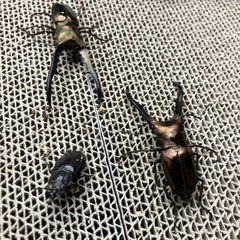 メタリフェルホソアカクワガタ　ブロンズ♂♂♀トリオの画像