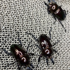 ニジイロクワガタ　アンバー（赤茶）の画像