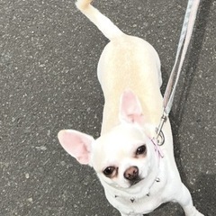 チワワ×トイプーMIX犬