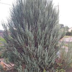 植木の画像