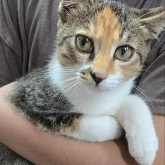 甘えん坊な三毛猫(トラ柄)の女の子🥰