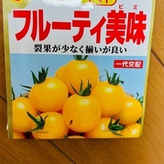 トマト　苗　1つ50円の画像