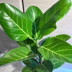 【観葉植物】フィカス ベンガレンシス　ゴムの木】の画像