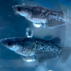 琉めだか⭐️曜変天目⭐️１ペア⭐️⭐️の画像