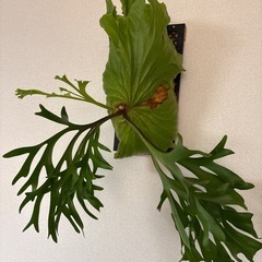 観葉植物ビカクシダキッチャクードの画像