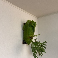 観葉植物ビカクシダキッチャクードの画像
