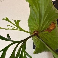 観葉植物ビカクシダキッチャクードの画像