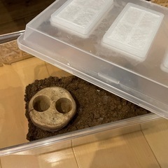 カブトムシ クワガタ 昆虫マット　飼育セット の画像