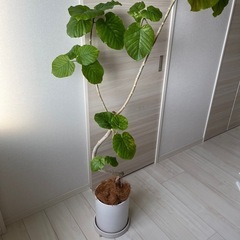 【植木鉢付き 　ウンベラータ】の画像