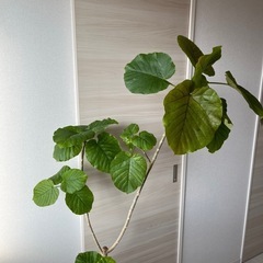 【植木鉢付き 　ウンベラータ】の画像