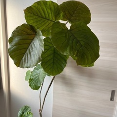 【植木鉢付き 　ウンベラータ】の画像