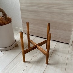 【植木鉢付き 　ウンベラータ】の画像