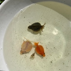 金魚　めだか　販売　展示会