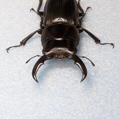 アマミヒラタクワガタWD（自己採集）ペアの画像