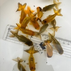 金魚 ★らんちゅう 当歳★ ☆15匹セット 500円☆ 約6.5cm前後の画像