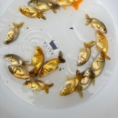 金魚 ★らんちゅう 当歳★ ☆15匹セット 500円☆ 約6.5cm前後の画像