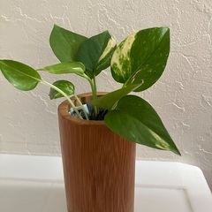 🌱ポトス④の画像
