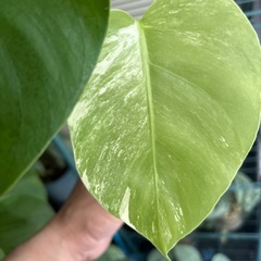 斑入りモンステラ　ボルシギアナ　ホワイトタイガー　観葉植物の画像