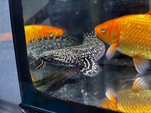 ポリプテルス　オルナティピンニス　熱帯魚　古代魚